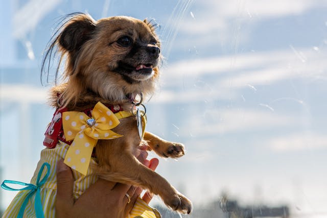 Small dog in yellow dress and bow, Ohio dog bite law euthanasia implications