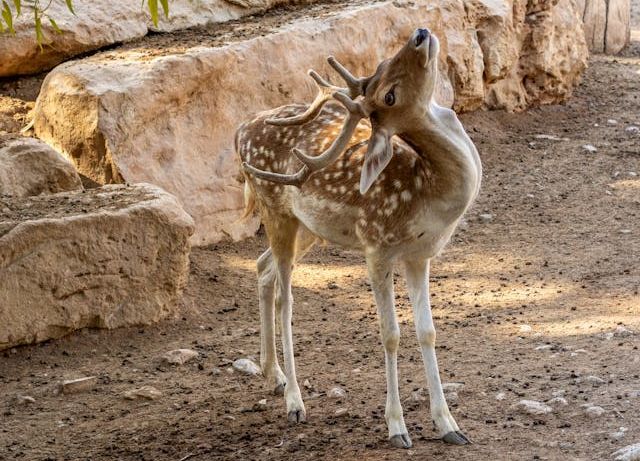 A deer standing near a tree on dirt ground during Gun Hunting Season for Deer