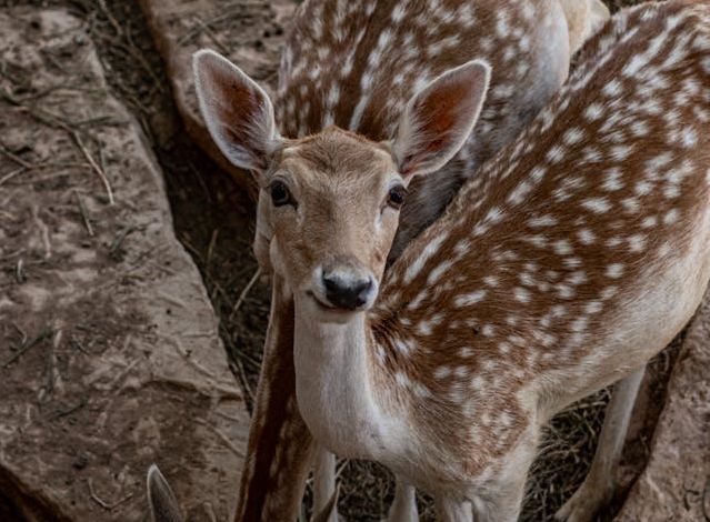 when does deer season start in ohio